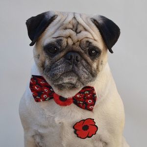 Meet your Posher, Mike-tina